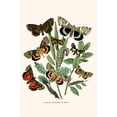 thumbnail image 1 of European Butterflies & Moths (Plate 110)-Fine Art Canvas Print (20" x 30"), 1 of 1