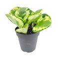 thumbnail image 2 of Peperomia Golden Gate (4" Minimalist Pot) - Baby Rubber Plant - Peperomia Obtusifoliaone - Easy to Care Houseplant for Beginners - Best Indoor Plant for Home Office Decor - Air purifying Houseplant, 2 of 4