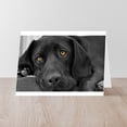 thumbnail image 4 of CafePress - Beautiful Black Labrador - Greeting Card (20-pack), Note Card with Blank Inside, Birthday Card Glossy, 4 of 4