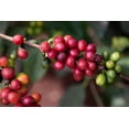 thumbnail image 4 of 15 ARABICA COFFEE Tree Shrub Seeds - Grow your own coffee!, 4 of 9