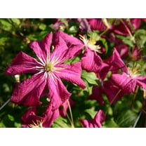Clematis Madame Julia Correvon - 5 Live Plants in 4 Inch Growers Pots - Clematis 'Madame Julia Correvon' - Starter Plants Ready for The Garden - Beautiful Maroon Flowering Vine