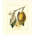thumbnail image 2 of Risso, A. 20x23 White Modern Wood Framed Museum Art Print Titled - French Lemon Study II, 2 of 4
