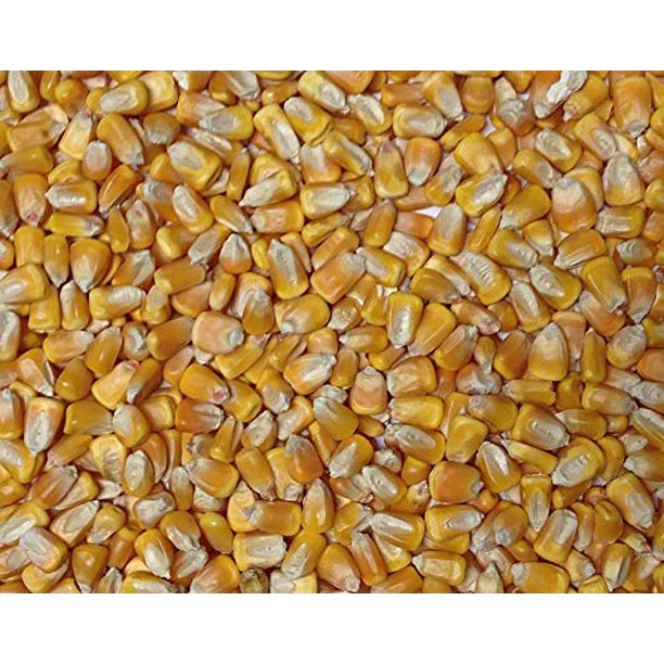 Jojo's Organics Yellow Whole Corn Maize Certified Organic NonGMO Bulk