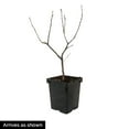 thumbnail image 4 of Southern Gentleman Winterberry Dormant Bare Root Flowering Starter Shrub (1-Pack), 4 of 4
