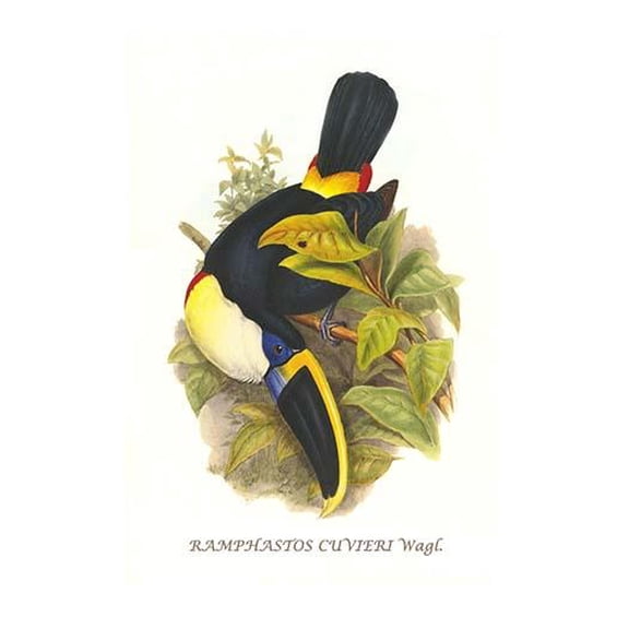Cuvier's Toucan-Fine Art Canvas Print (20" x 30")