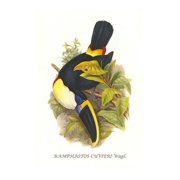 Cuvier's Toucan-Fine Art Canvas Print 20" x 30"