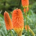 Outsidepride Kniphofia Uvaria Red OIF8 Hot Poker Garden Flower Plants