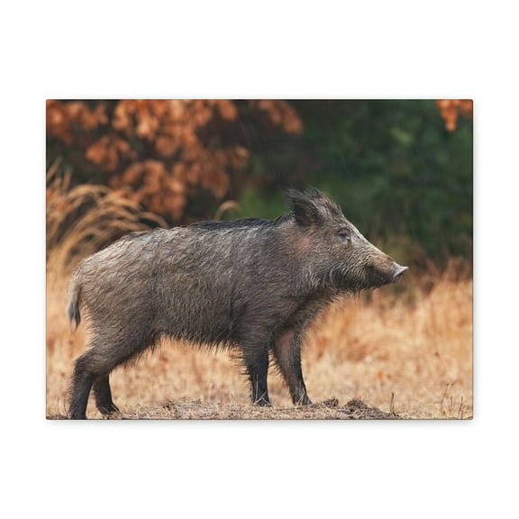 Majestic Boar Art Majestic Boar Print Animal Wall Art Wildlife Canvas Prints Wall Art Ready to Hang Unframed