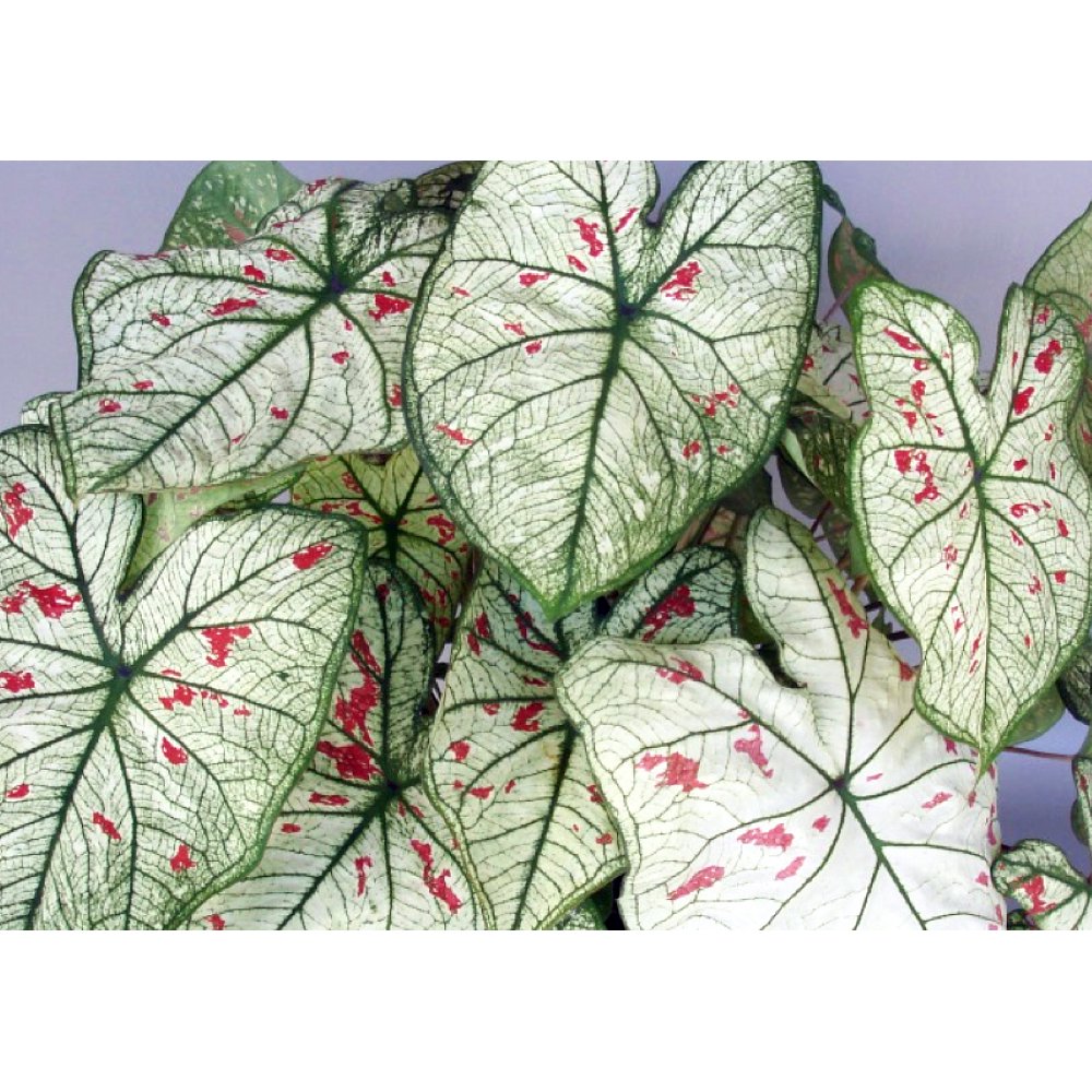 Strawberry Star Strap Leaf Caladium 3 Bulbs + Hirt's Bulb Food