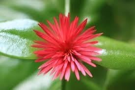 Baby Sun Rose  10 Live Plants  Aptenia Cordifolia  Ground Cover Succulent  Easy Care Indoor Outdoor