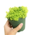 thumbnail image 6 of Sedum Golden Moss Tokyo Sun Succulent (2"+ Plastic Pot) - Tiny, Lovely, Easy to Care Succulent for Beginners - Live Healthy Succulent for Home Office, 6 of 8