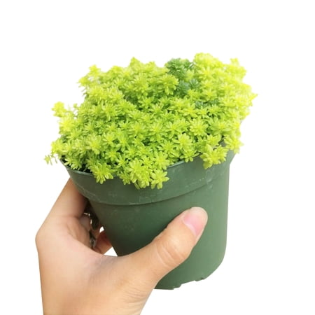 Sedum Golden Moss Tokyo Sun Succulent (4"+ Plastic Pot) - Tiny, Lovely, Easy to Care Succulent for Beginners - Live Healthy Succulent for Home Office