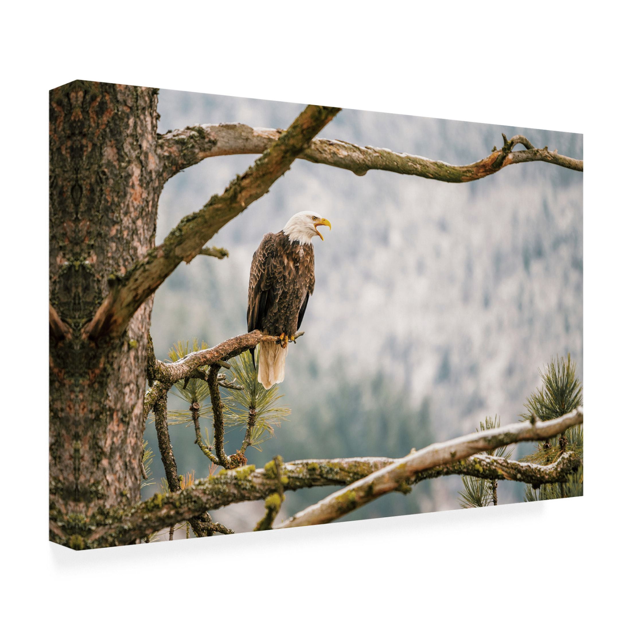 Canvas Wall Art - Krista Broadway 'Trail' Wall Art for Living Room, Bedroom, or Office Décor by Trademark Fine Art - 32 x 22 Inches