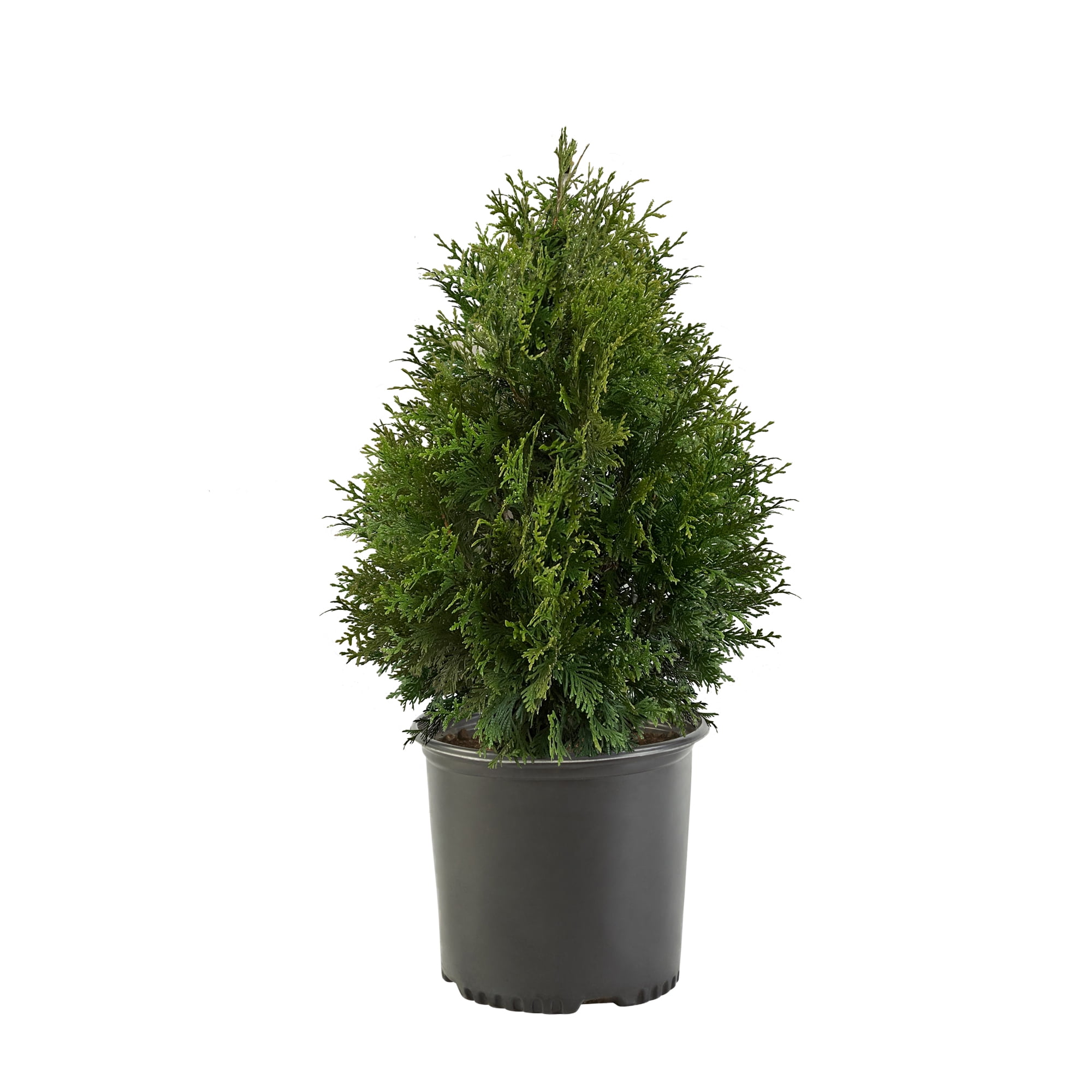 Expert Gardener Emerald Green Arborvi...
