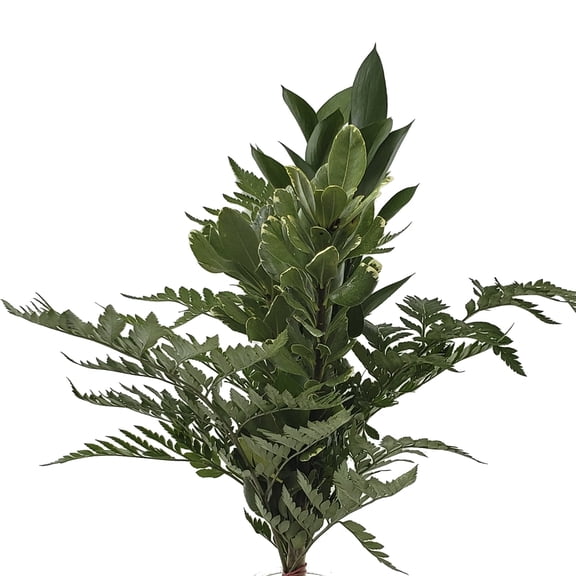 Grandiose Mixed Greens Bouquet 5 Pack of Farm Direct Fresh Cut Flowers Bouquets of Mixed Greenery by Bloomingmore
