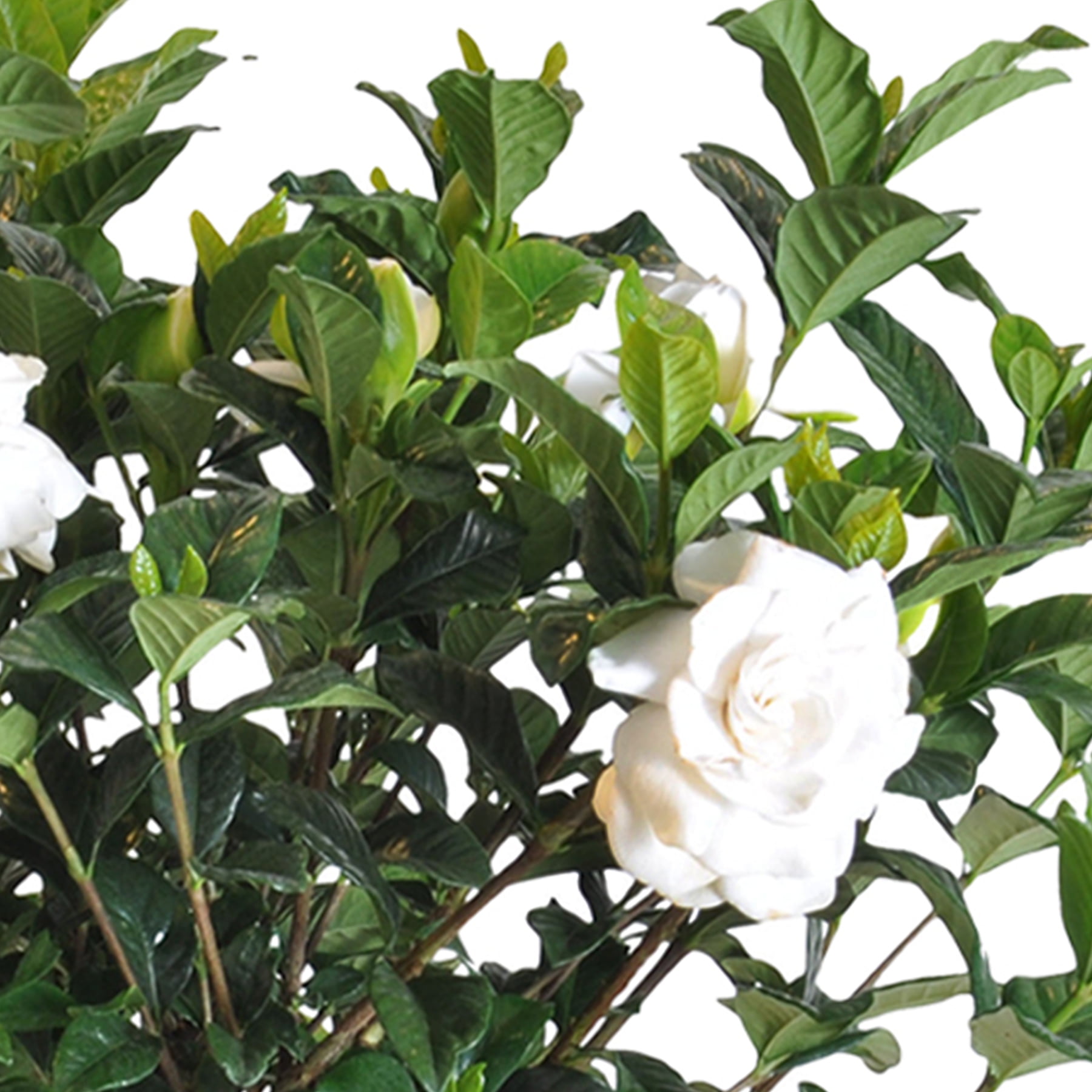 Aimee Gardenia Bush Live Plant 10-14 inches Tall in 10-inch Grower Pot by United Nursery