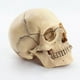thumbnail image 2 of 1:2 Disassembled Skull Anatomical Model Anatomy Skeleton Skull Model, 2 of 5