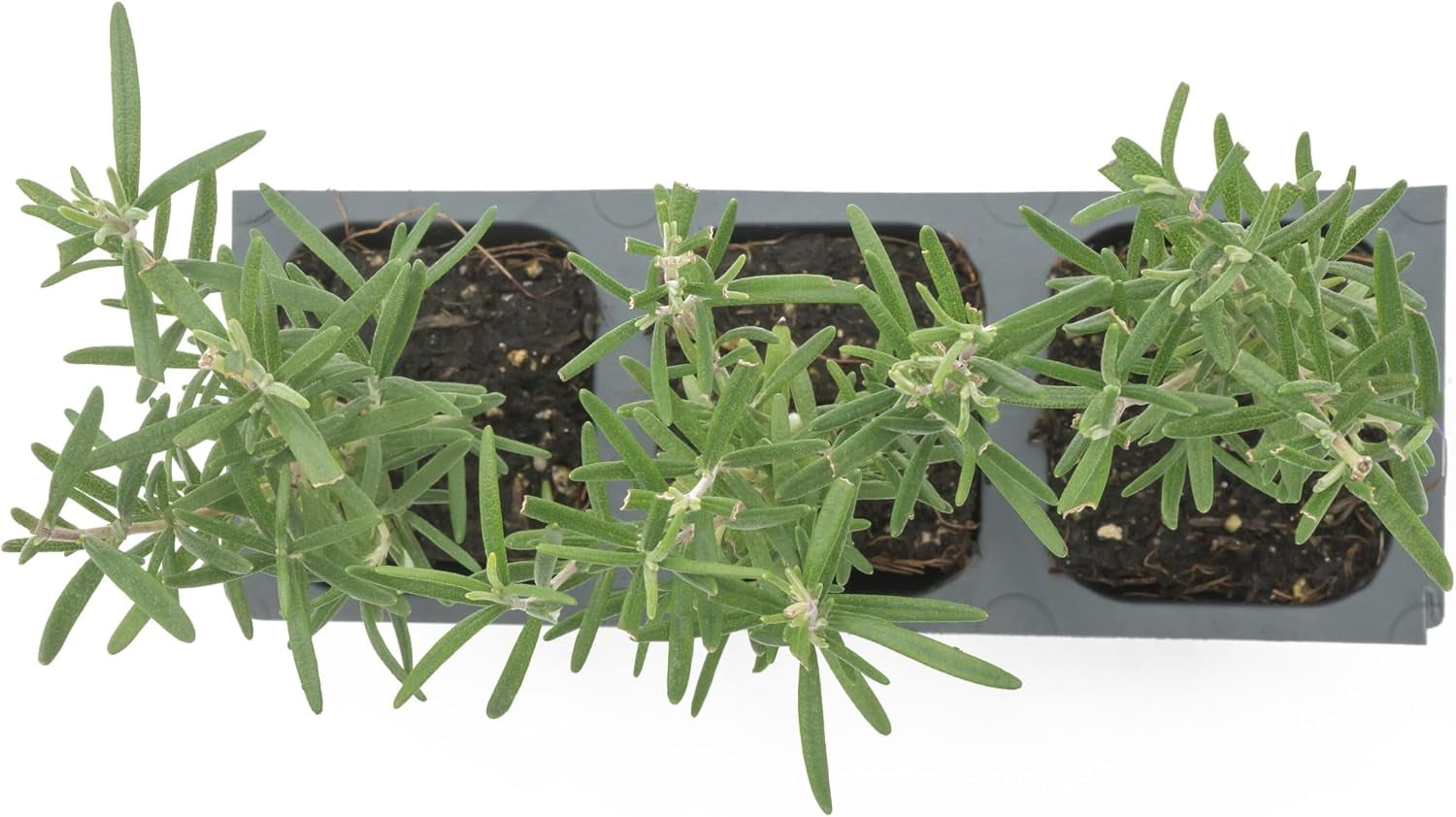 Tuscan Blue Rosemary Live Plants in 2.5” Nursery Pots – Aromatherapy Herb for Cooking