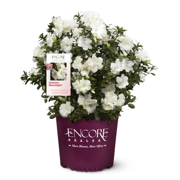 Azalea Encore Autumn Moonlight - 3 Gallon Pot, Live Evergreen Shrub, Full Sun, Outdoor