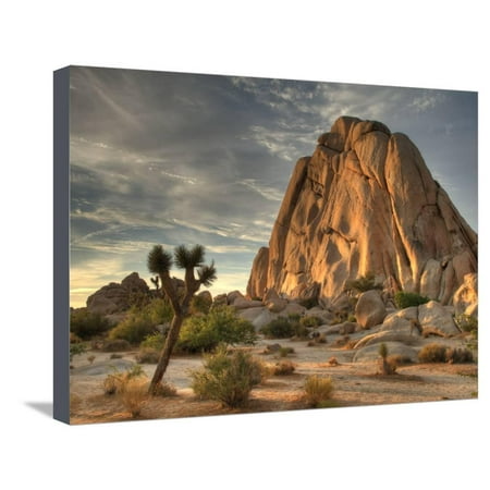 Sunset at Joshua Tree National Park in Southern California Stretched Canvas Print Wall Art By Kyle (Best Apple Trees For Southern California)