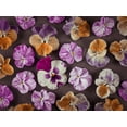 thumbnail image 2 of Frank, Assaf 18x15 White Modern Wood Framed Museum Art Print Titled - Pansy flowers, 2 of 4