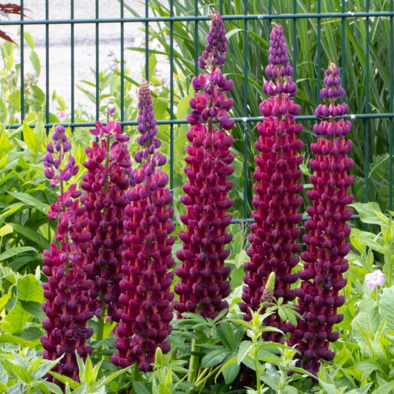 30 Seeds Masterpiece Lupine Seeds Lupinus Heirloom Flower Native Wildflower Pollinator Friendly Perennial