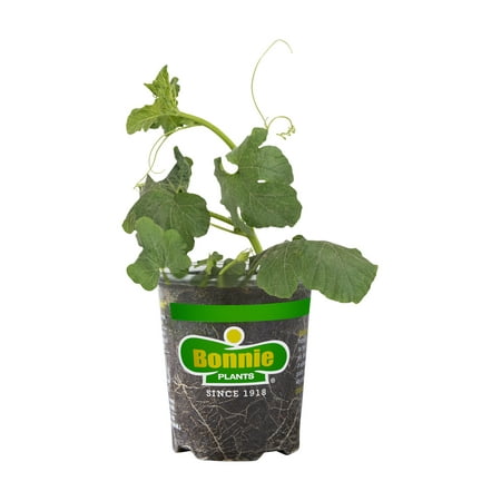 "Bonnie Plants Orange Pequena Calabaza Live Plants in 6"" Grower Pots (2 Count)"