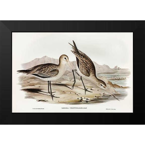 Gould, John 14x11 Black Modern Framed Museum Art Print Titled - Barred-rumped Godwit-Limosa uropygialis