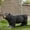 Black, variant on Outdoor Dog Bench, Brown - No Assembly, With Attraction Hangout Bench
