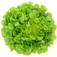 thumbnail image 3 of Oakleaf Leaf Lettuce Seeds, 1000 Heirloom Seeds Per Packet, Non GMO Seeds, 3 of 9