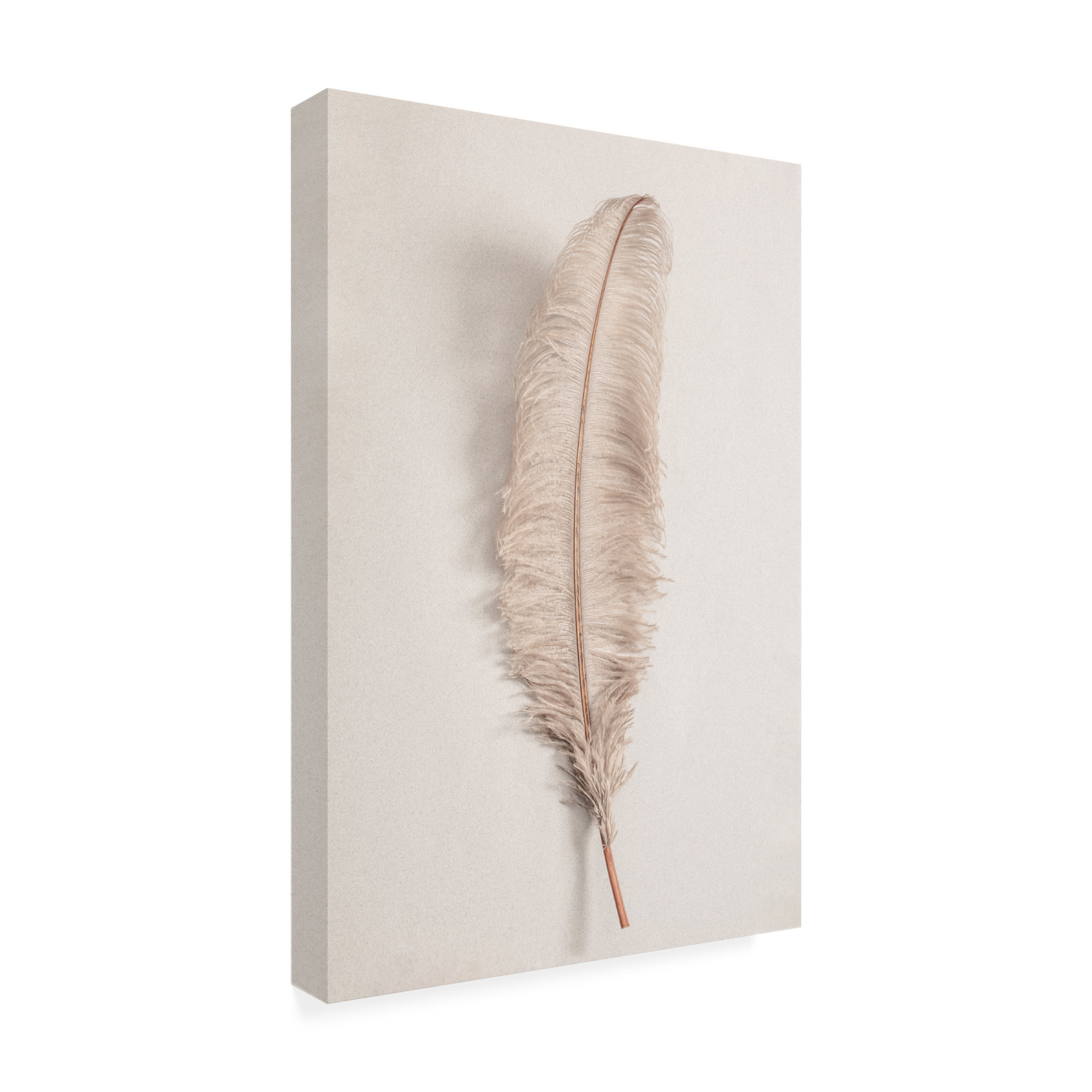 Pictufy Studio III 'Feather 2' Canvas Art - 16 x 24 Inches