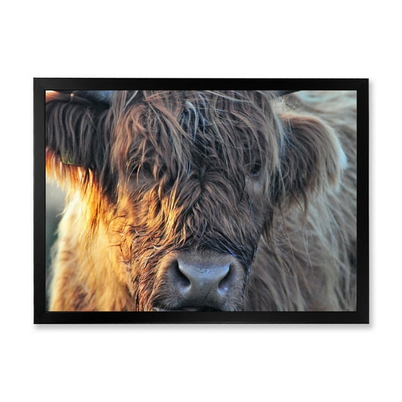 Designart 'Close Up Of Scottish Cow On Moorland III' Farmhouse Framed Art Print