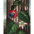 thumbnail image 2 of Thornton, Robert John 15x18 White Modern Wood Framed Museum Art Print Titled - The Winged Passion-Flower from The Temple of Flora, 2 of 4