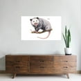 thumbnail image 3 of CafePress - Opossum Possum Animal - 35x21 Wall Decal, 3 of 3