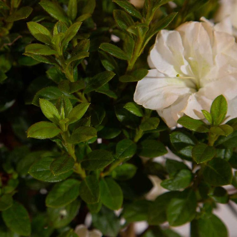 Encore Azalea Autumn Moonlight (2 Gallon) White Flowering Shrub