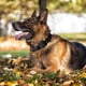 thumbnail image 1 of Collar de perro táctico, militar K9 Collar de perro de nailon ajustable para entrenamiento de perros medianos y grandes (xl, negro) Banban ZefeiWu 8390615035521, 1 of 1