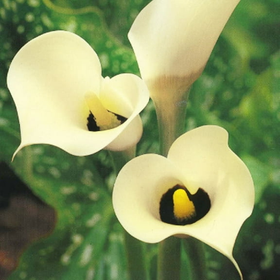 Black Eyed Lady Calla Lilies Flower Bulbs - 3 Lily Bulbs per Pack - Attracts Butterflies and Hummingbirds - Deer Resistant - Good as Cut Flowers - Grows Well In Containers - Perennializing Garden