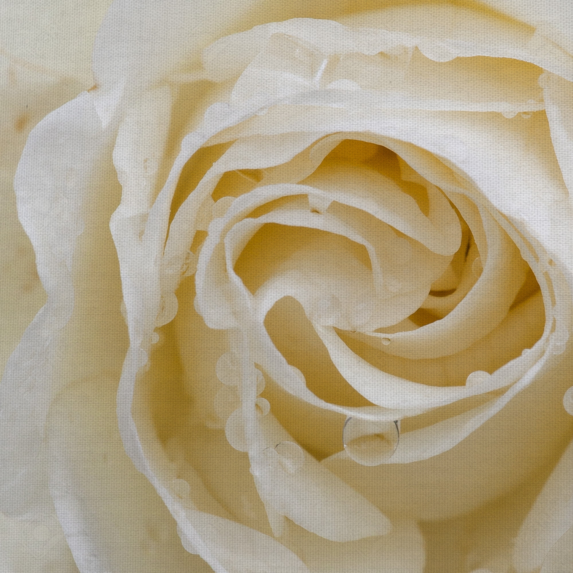 Masterpiece Art Gallery Dewdrops Of A Rose By Robin Constable Hanson Canvas Art Print 24" x 24"