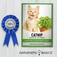 thumbnail image 6 of Catnip Seeds, 6 of 6
