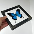 thumbnail image 3 of EASTIN Wall Mounted Taxidermy Frame Moth Dead Insect Shadow Box Frame for Wall Hanging Home Decor, 3 of 6