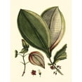 thumbnail image 3 of Vision Studio 19x24 Black Modern Framed Museum Art Print Titled - Buchoz Leaves V, 3 of 5