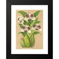 thumbnail image 2 of Charles Antoine Lemaire 11x14 Black Modern Framed Museum Art Print Titled - Colax Jugosus (1854-1896), 2 of 5