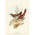 thumbnail image 2 of Gould, John 11x14 White Modern Wood Framed Museum Art Print Titled - Eastern Scrub-Robin-Drymodes superciliaris, 2 of 4