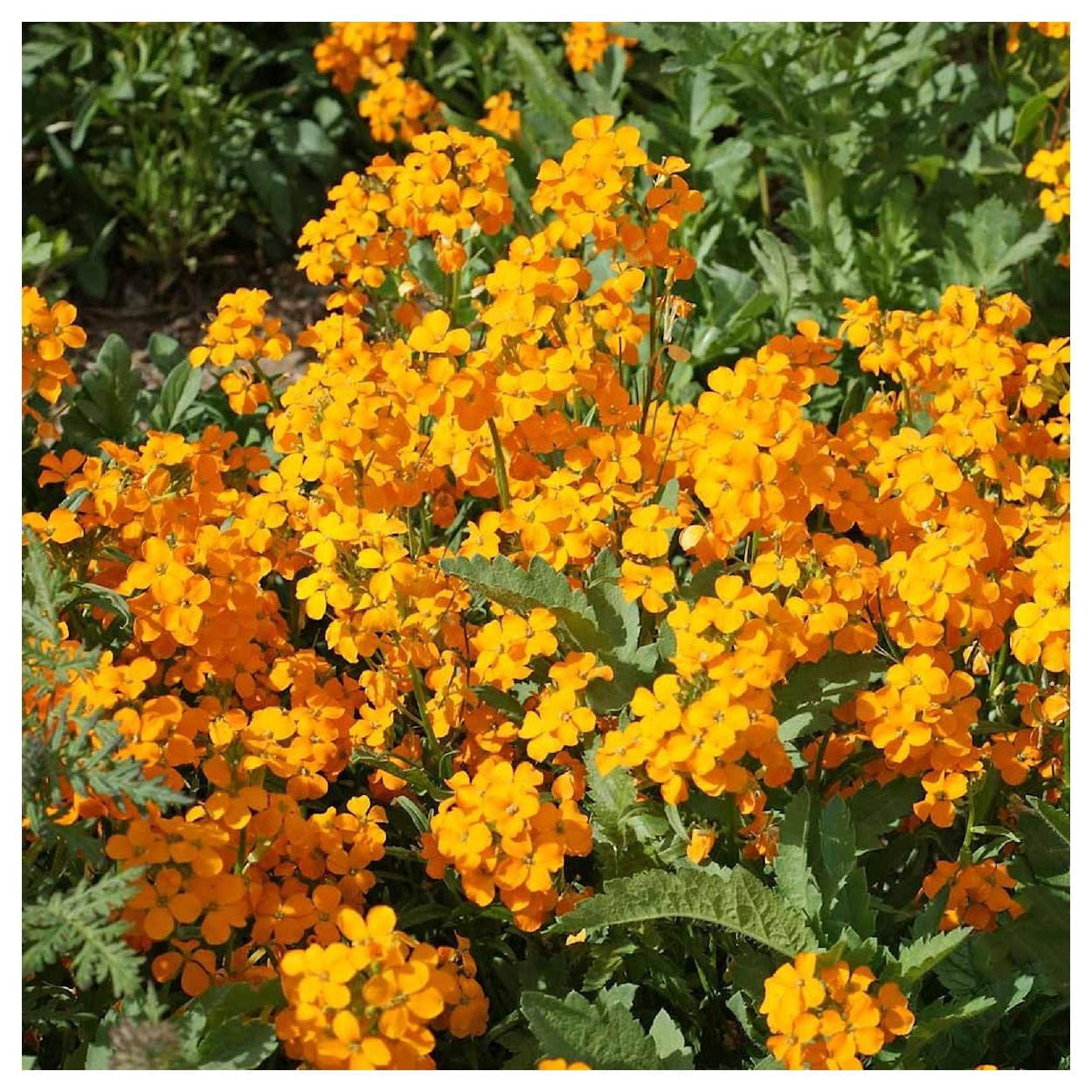 Everwilde Farms - 1 lb Siberian Wallflower Garden Flower Seeds - Gold Vault Bulk Seed Packet
