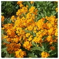 thumbnail image 2 of Everwilde Farms - 1 oz Siberian Wallflower Garden Flower Seeds - Gold Vault Bulk Seed Packet, 2 of 3