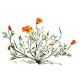 thumbnail image 3 of CafePress - California Poppy T Shirt - Men's White Classic Cotton T-Shirts, 3 of 4