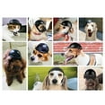 thumbnail image 3 of Pet Helmet Creative Protective Safe Dog Helmet Cat Helmet for Outdoor Sports, 3 of 10