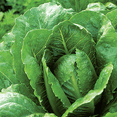 thumbnail image 4 of Ferry-Morse 700MG Lettuce Parris Island Annual Vegetable Seeds, Full Sun, 4 of 11