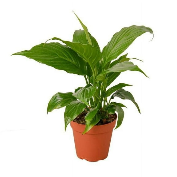 House Plant 6-SPATHIPHYLLUM-GREEN Peace Lily Spathiphyllum Plant in 6 in. Pot