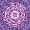 thumbnail image 1 of Ahgly Company Machine Washable Indoor Square Transitional Dark Orchid Purple Area Rugs, 4' Square, 1 of 7